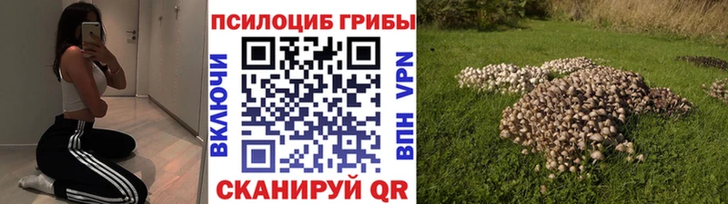 где найти   мориарти Telegram  Галлюциногенные грибы Psilocybine cubensis  Кириллов 